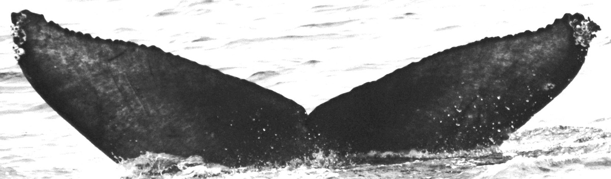 Fluke of Gulper (Monterey Bay)