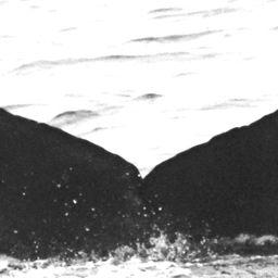 Fluke of Gulper