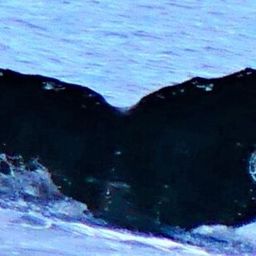 Fluke of CRC-15957