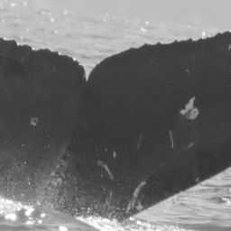 Fluke of CRC-15750