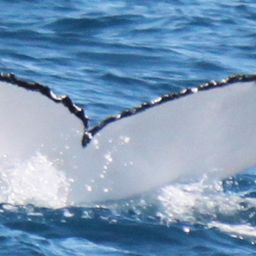 Fluke of UID-1640