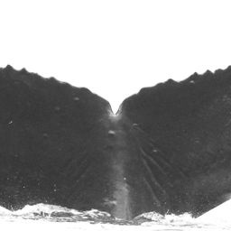 Fluke of Snapper