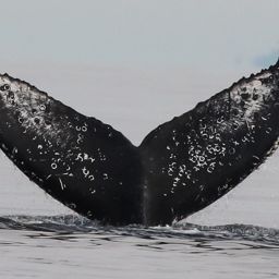 Fluke of Dalmatian