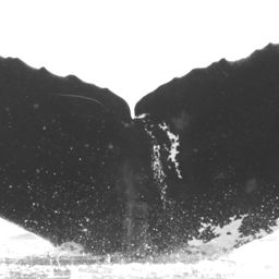 Fluke of CRC-15801