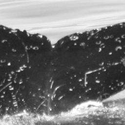 Fluke of CRC-15744