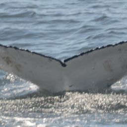 Fluke of HW-MN0800399