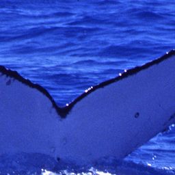 Fluke of YARRAWONGA