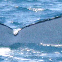 Fluke of UID-1797