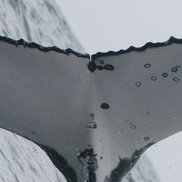 Fluke of UID-1435