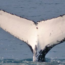 Fluke of EL TANQUE