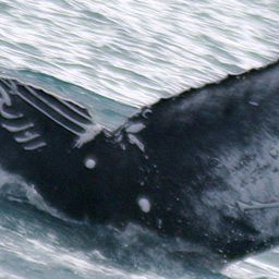 Fluke of UID-1684