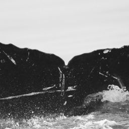 Fluke of CRC-15804