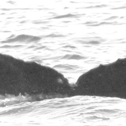 Fluke of CRC-15746