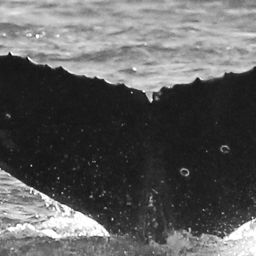 Fluke of CRC-16087