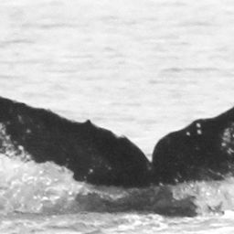 Fluke of CRC-15560