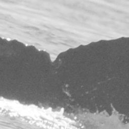 Fluke of Wolf Eel