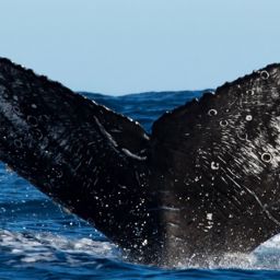 Fluke of CRC-15739