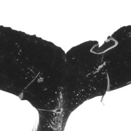 Fluke of Lunar