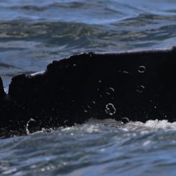 Fluke of HW-MN0800443