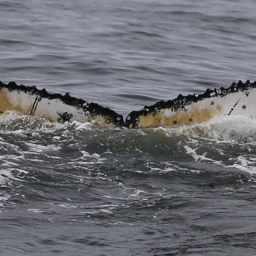 Fluke of HW-MN0800454