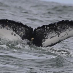 Fluke of HW-MN0800455