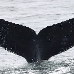 Fluke of CRC-11845