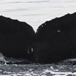 Fluke of CRC-19889