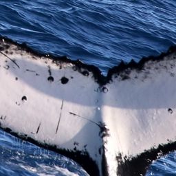 Fluke of HW-MN1102569