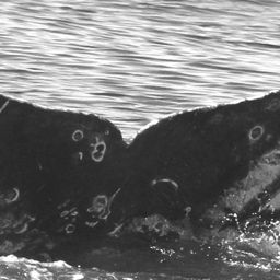 Fluke of CRC-15789