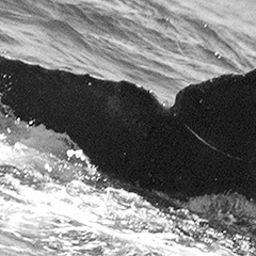 Fluke of CRC-15599