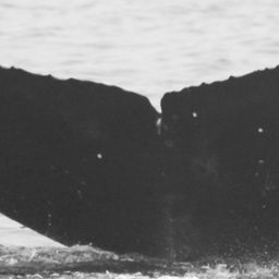 Fluke of CRC-16104