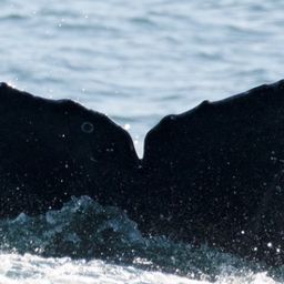 Fluke of 2020-2021 calf of CRC-10591