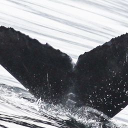 Fluke of Rumble