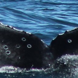 Fluke of 2020-2021 calf of CRC-10700