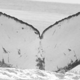 Fluke of CRC-16184