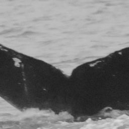 Fluke of CRC-15980