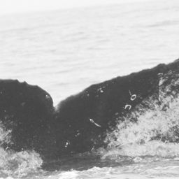 Fluke of CRC-16195