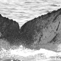 Fluke of CRC-15920