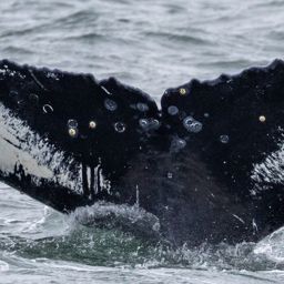 Fluke of Rhincodon