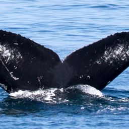 Fluke of CRC-11538