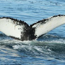 Fluke of Hangglide