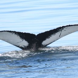 Fluke of Liner