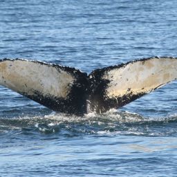 Fluke of Flyer