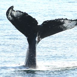 Fluke of Tusk