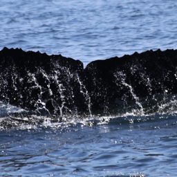 Fluke of CRC-15603