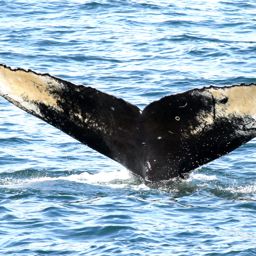 Fluke of Grand Manan