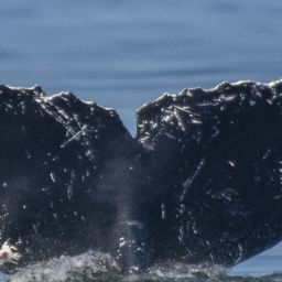 Fluke of JIB