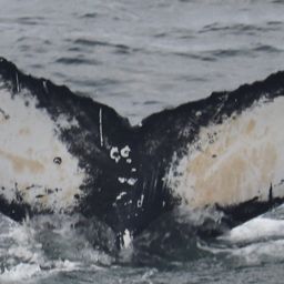 Fluke of HW-MN0102485