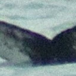 Whale fluke