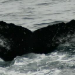 Fluke of HW-MN0102498